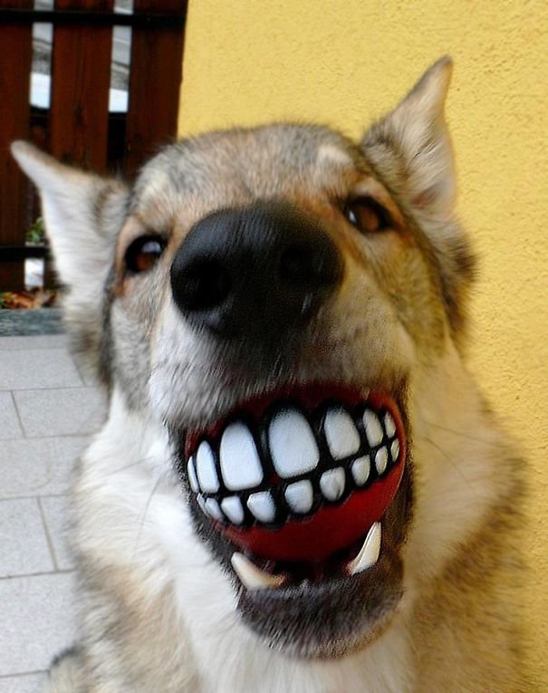 Смешные собаки с игрушками в зубах