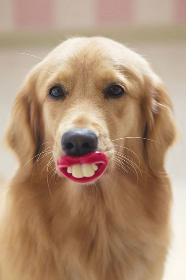 Собака с букетом в зубах фото