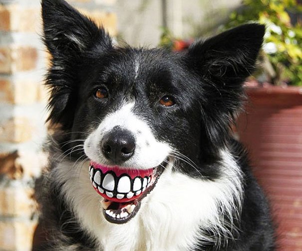 Смешные собаки с игрушками в зубах