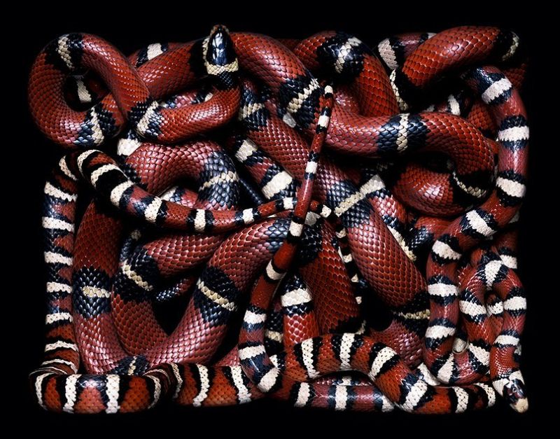Природная красота змей в объективе Гвидо Мокафико