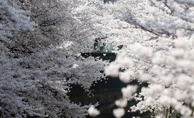 Японская традиция любования цветущей сакурой