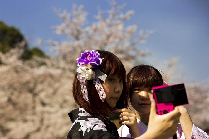 Японская традиция любования цветущей сакурой