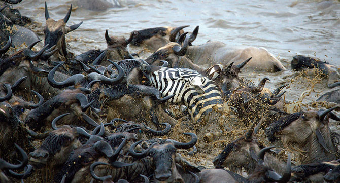 Сражение зебр против тысяч антилоп гну