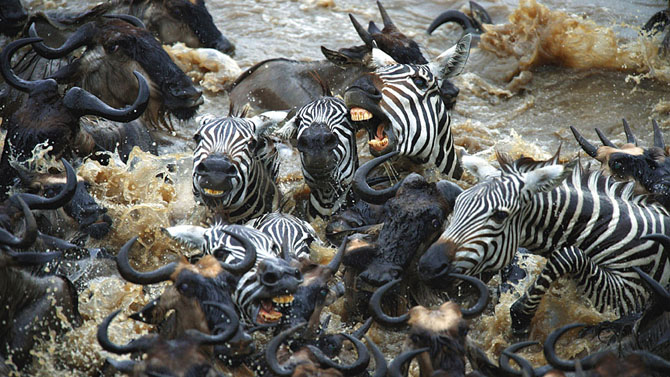 Сражение зебр против тысяч антилоп гну