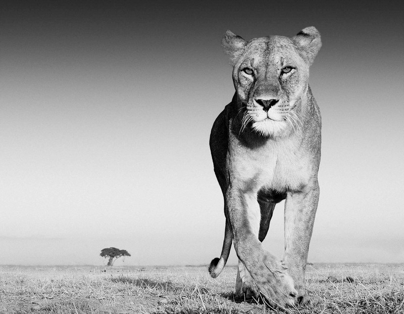 Необычные фотографии диких животных от Дэвида Ярроу