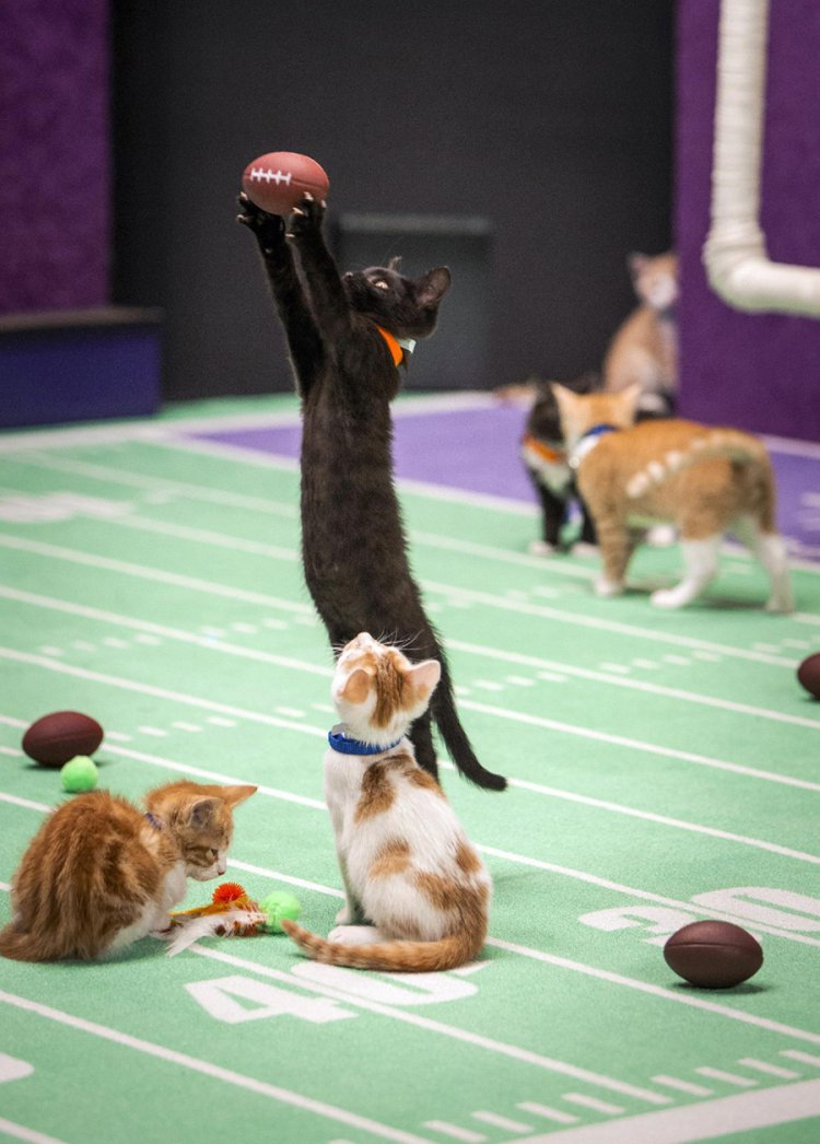 Футбольный чемпионат для котят – Kitten Bowl