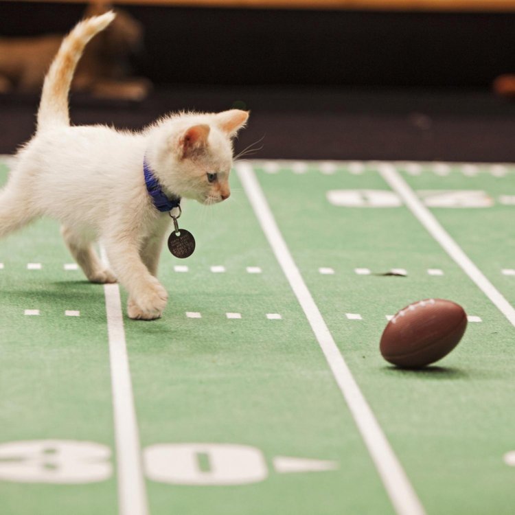 Футбольный чемпионат для котят – Kitten Bowl