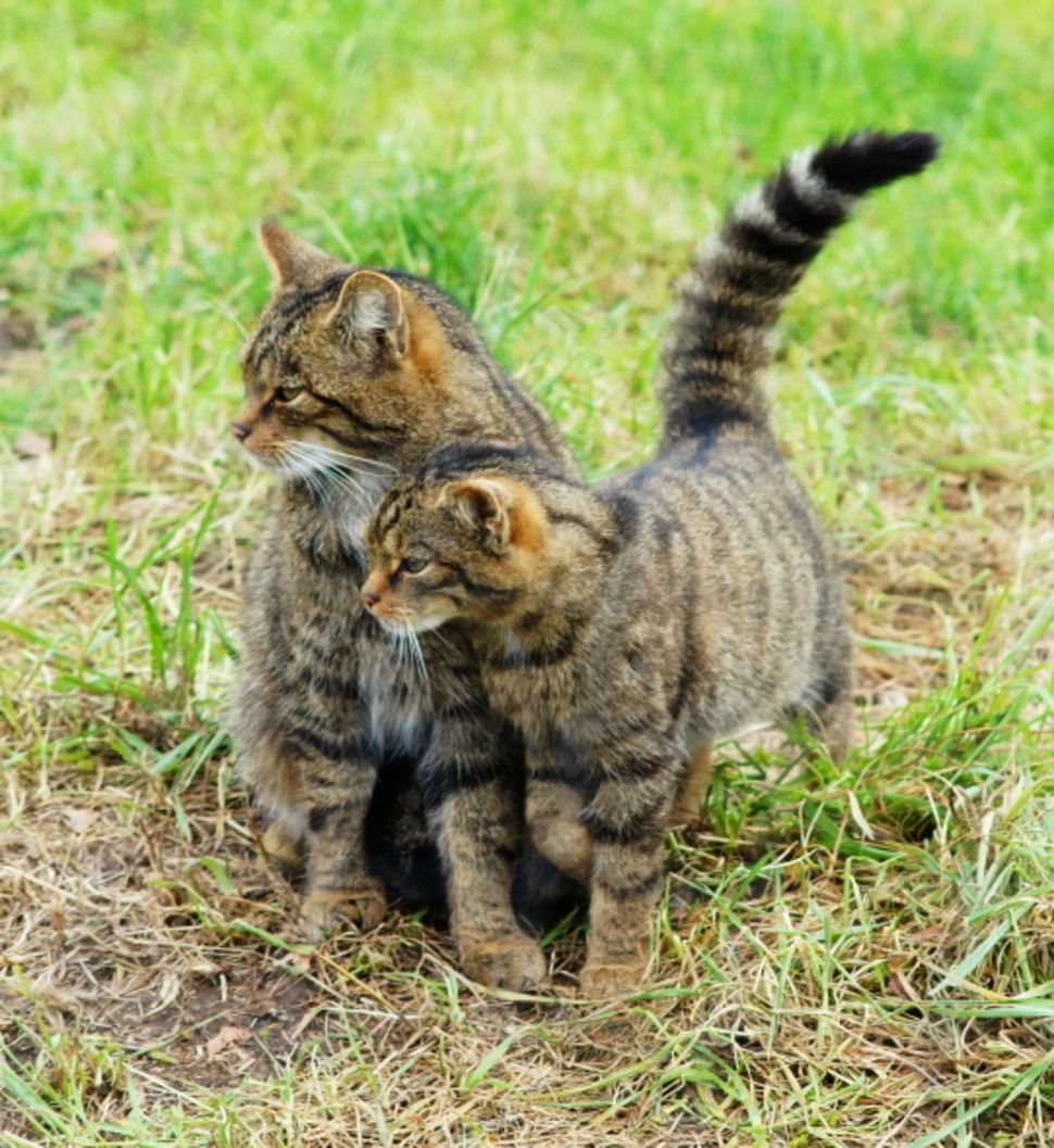 26 пород кошек на грани исчезновения
