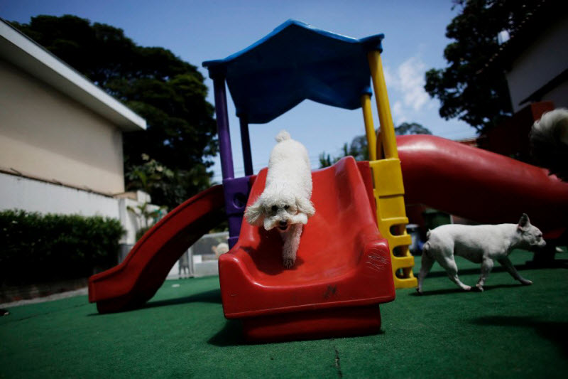 Детские сады для собак в Сан-Паулу