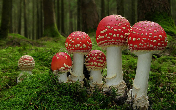 Как растут грибы в гифках
