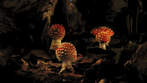 Как растут грибы в гифках