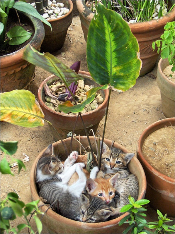 Коты в цветочных горшках