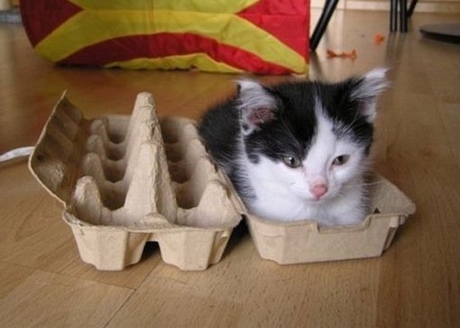 Кошки и коробки для яиц