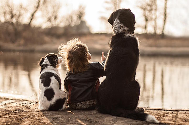 Дружба мальчика и трех собак