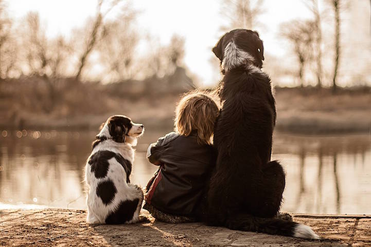Дружба мальчика и трех собак