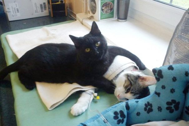 Кот Радеменес помогает животным выздоравливать
