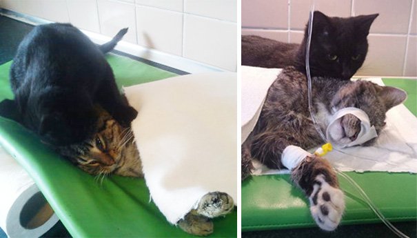 Кот Радеменес помогает животным выздоравливать