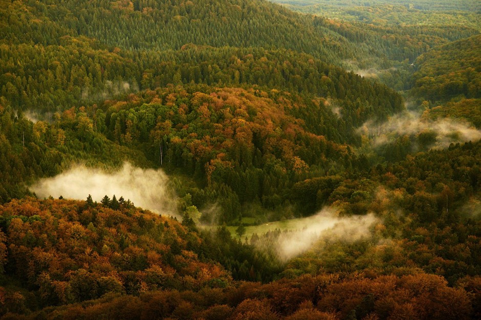 15 удивительных лесов нашей планеты