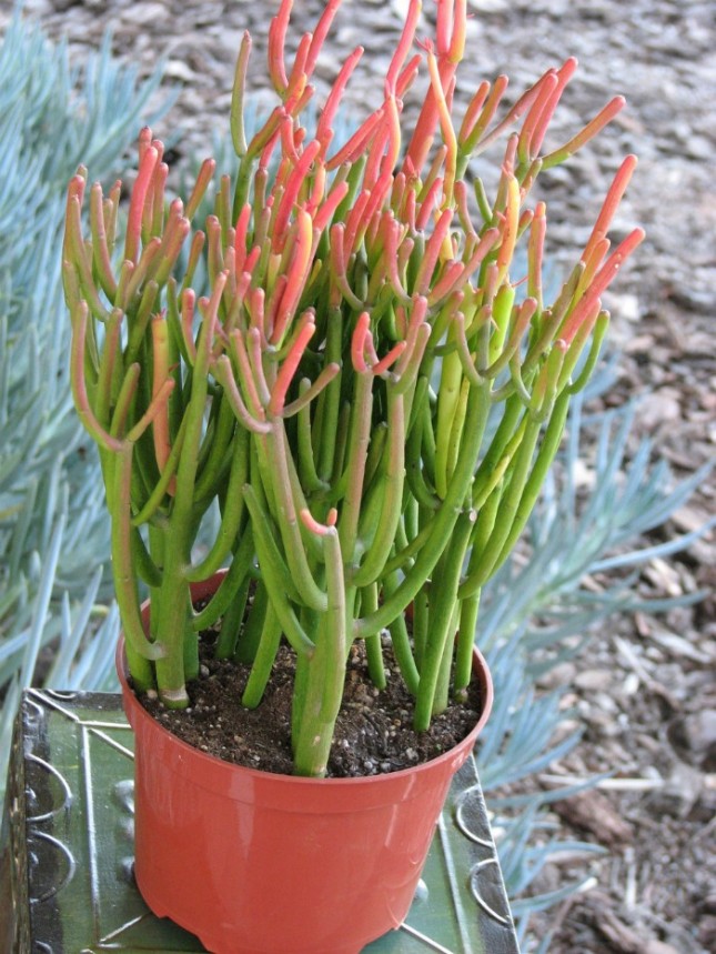 Экзотичные растения, которые могут расти у вас дома или во дворе
