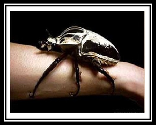 Десять самых больших представителей царства насекомых
