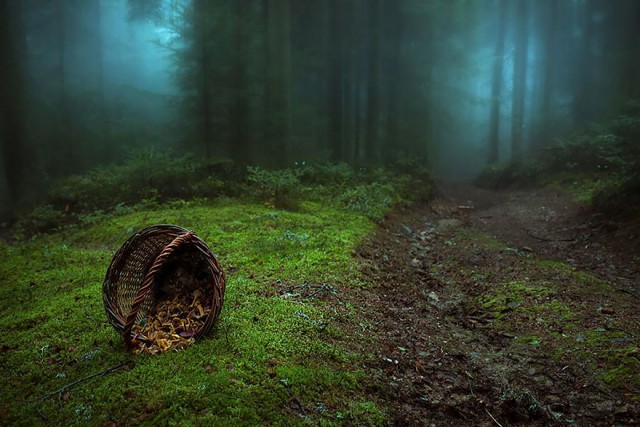 Мистические и страшные леса