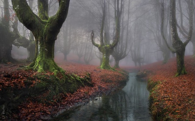 Мистические и страшные леса