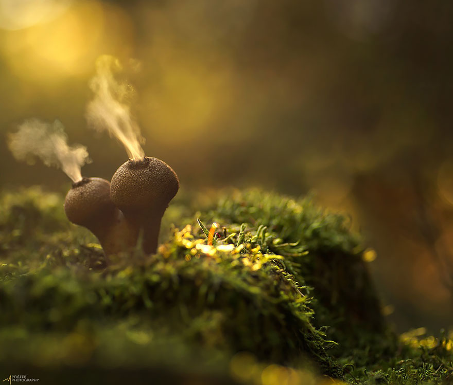 Сказочные фотографии грибов от Мартина Пфистера