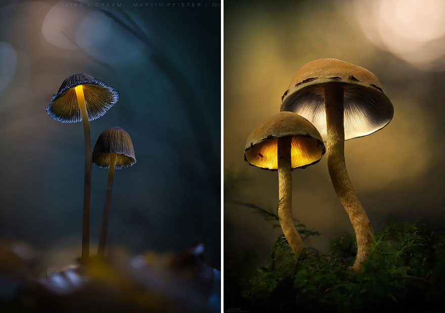 Сказочные фотографии грибов от Мартина Пфистера