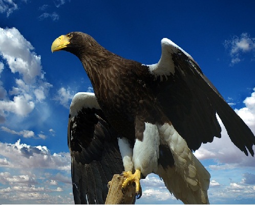 Десять самых больших птиц мира