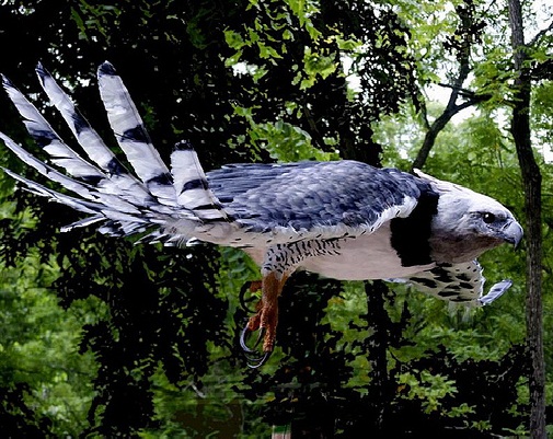 Десять самых больших птиц мира
