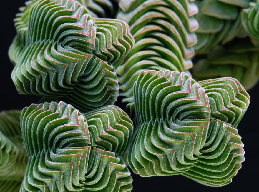 Геометрия у растений
