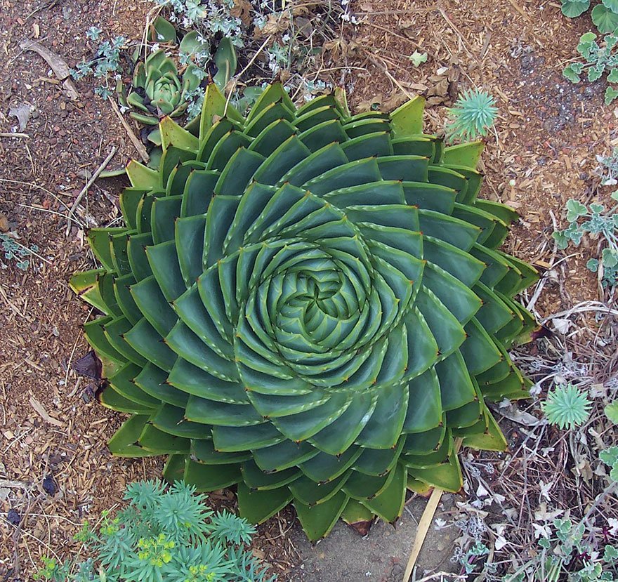 Геометрия у растений