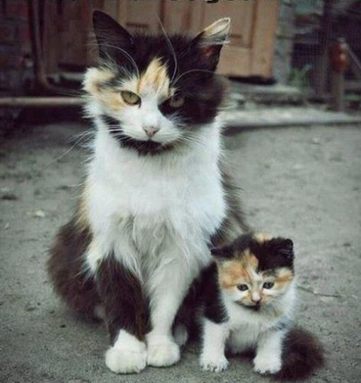 Котята и их родители