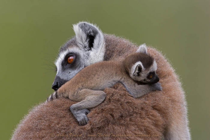 Животные тоже любят обнимашки