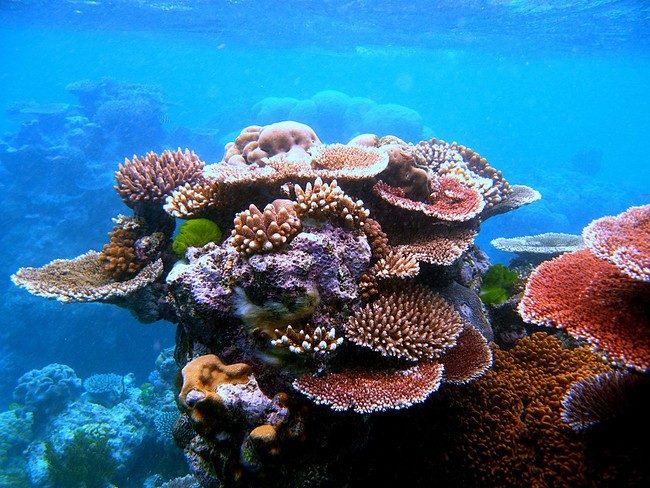 15 потрясающих фактов об океане