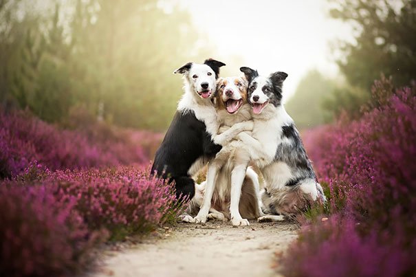 Дружба собак на фото
