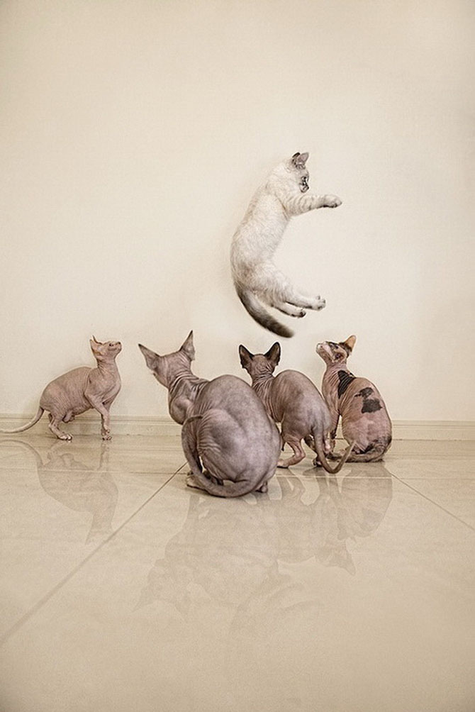 Кошки-сфинксы на фотографиях Серены Ходсон