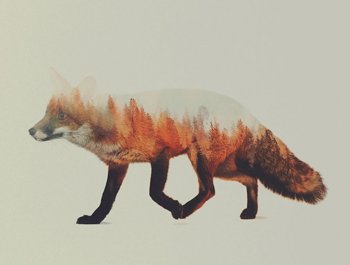Необычные фото диких животных от Андреаса Ли