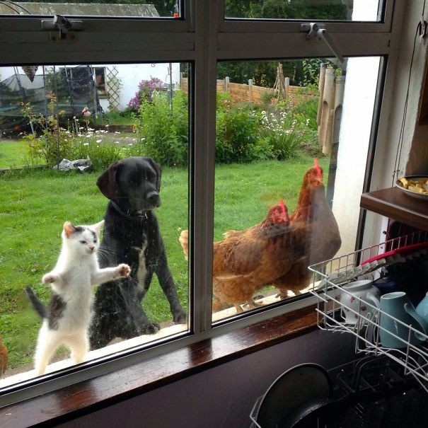 Животные просятся в дом