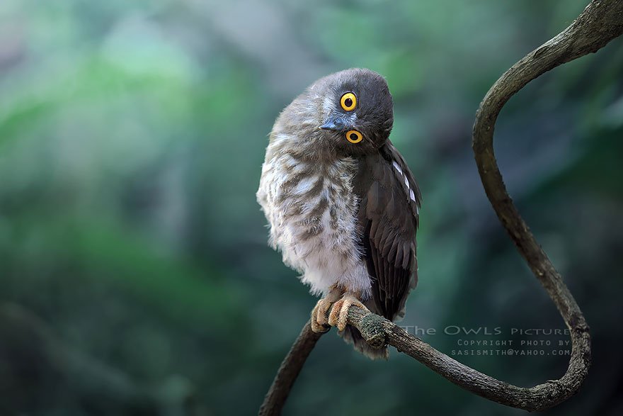 Выразительные совы от фотографа Саси Смит