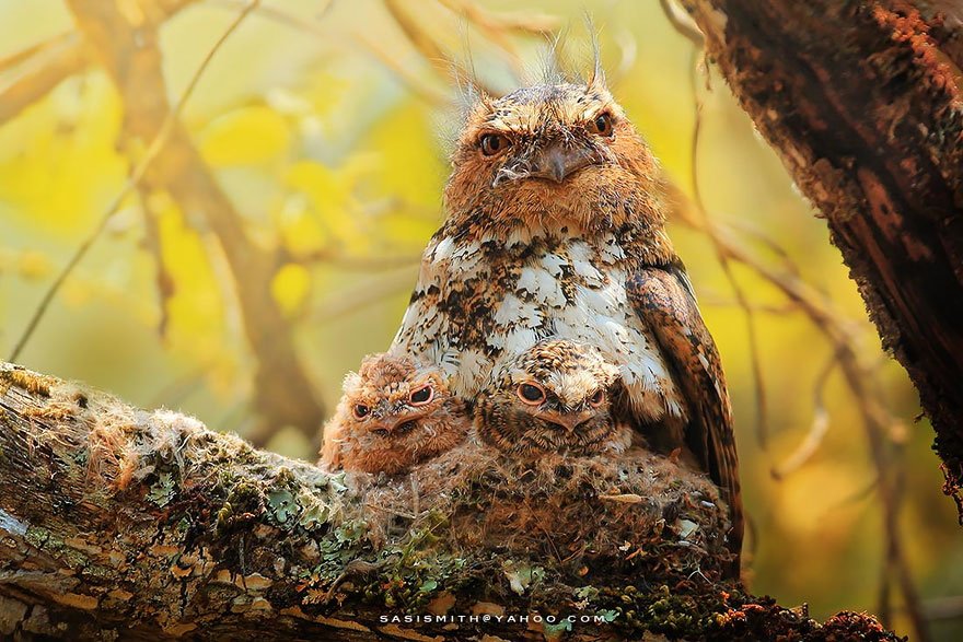 Выразительные совы от фотографа Саси Смит
