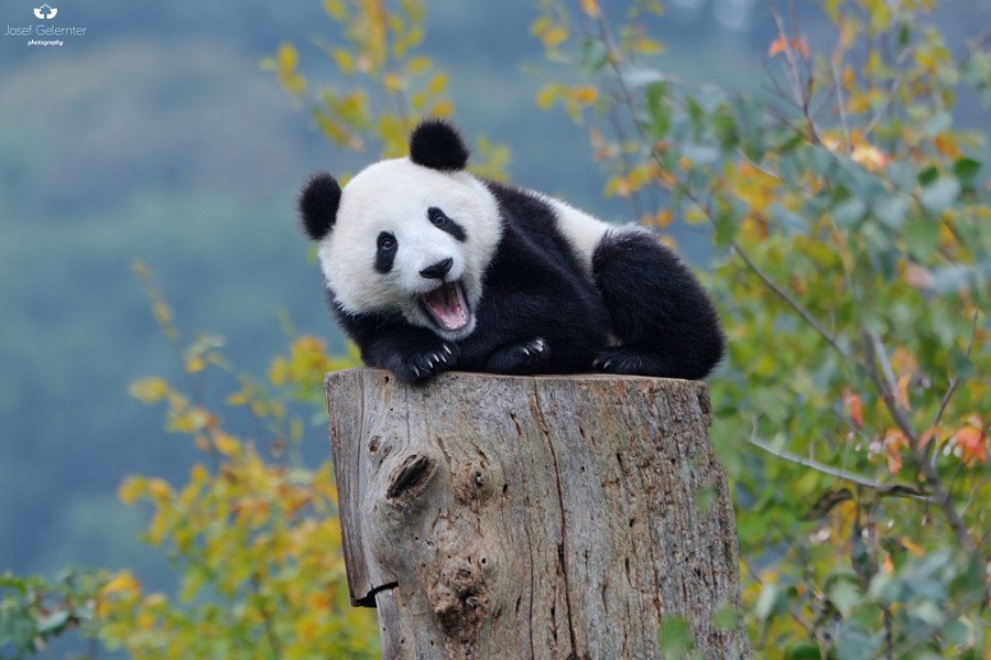 Скучающие, задумчивые, забавные и милые панды