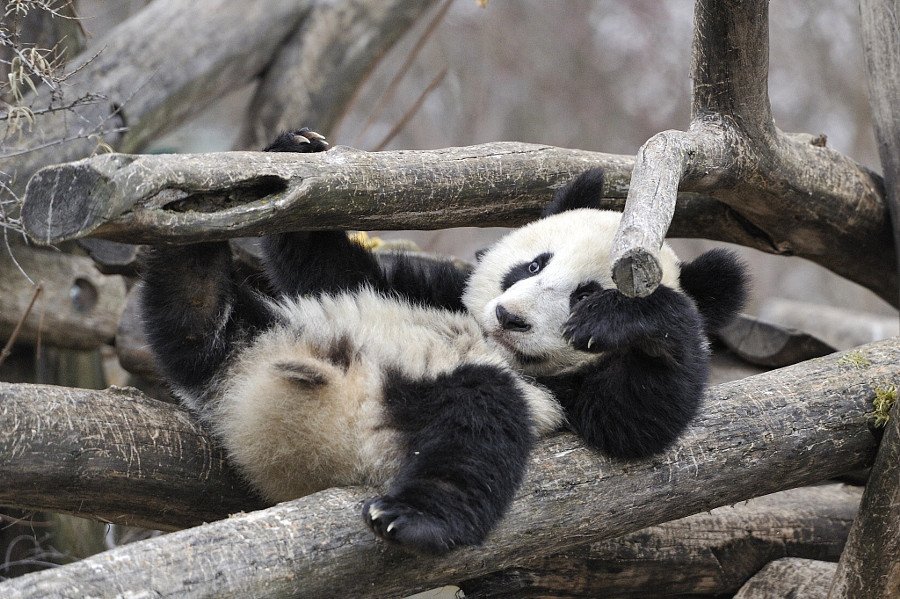 Скучающие, задумчивые, забавные и милые панды