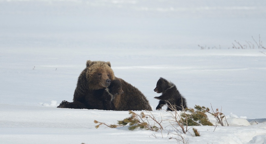 Медвежата с матерью в естественных условиях