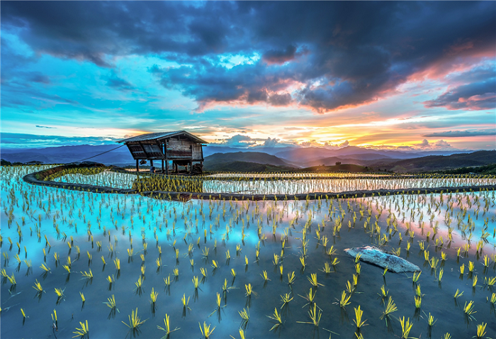 Потрясающие снимки рисовых полей из разных стран
