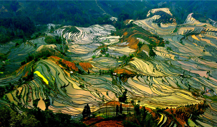 Потрясающие снимки рисовых полей из разных стран