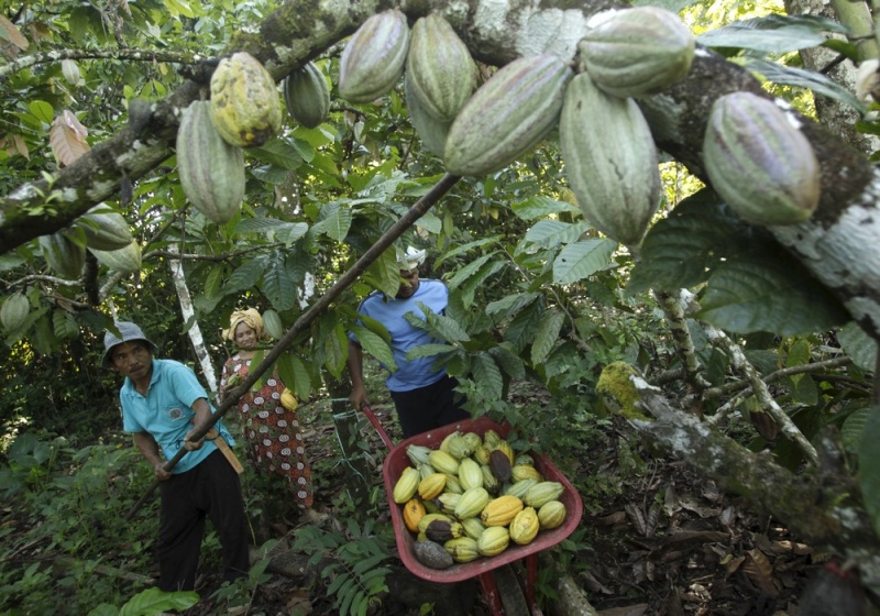 Плантации какао в Южном Сулавеси