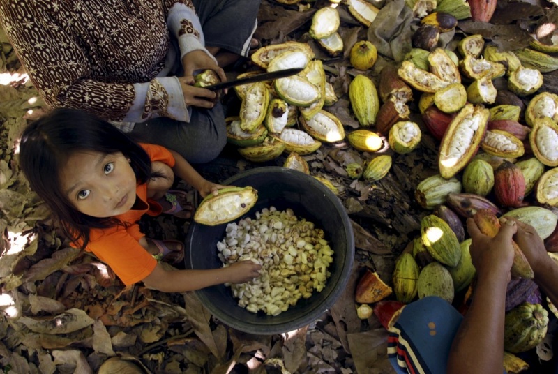 Плантации какао в Южном Сулавеси
