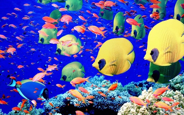 Интересные ответы на вопросы о коралловых рифах