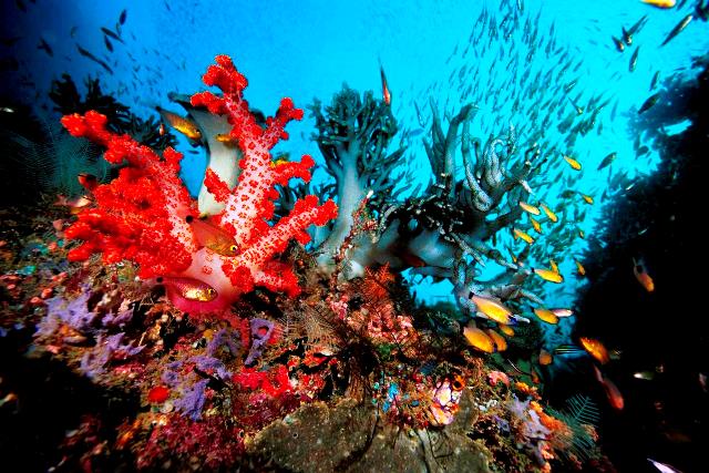 Интересные ответы на вопросы о коралловых рифах